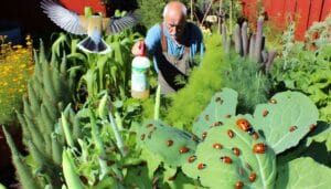 effective organic pest control techniques for gardens
